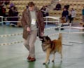 Пробежка перед рингом